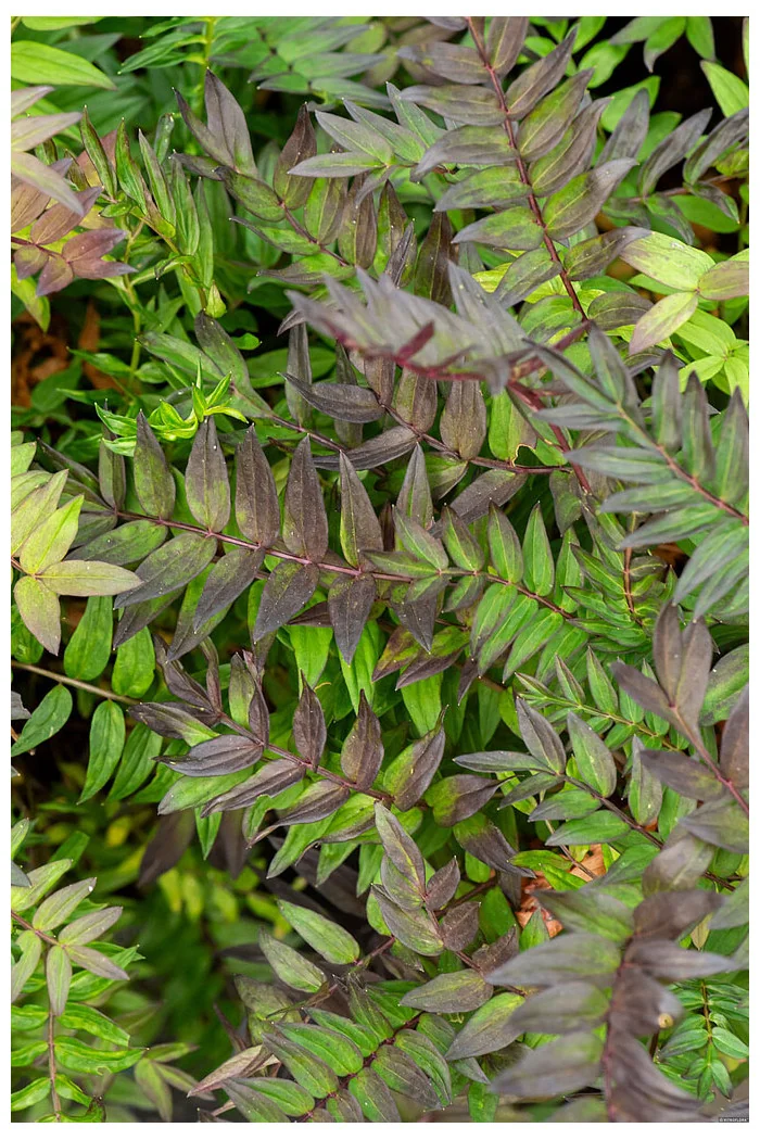 Wielosił 'Bressingham Purple' | Polemonium hybrida