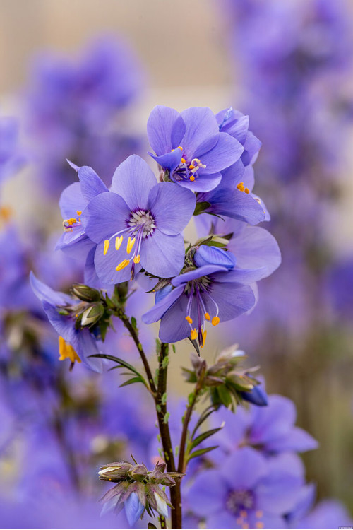 Wielosił 'Bressingham Purple' | Polemonium hybrida