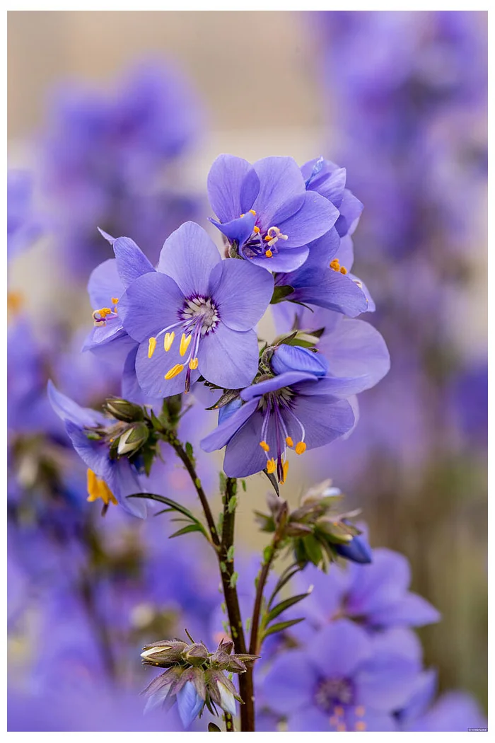 Wielosił 'Bressingham Purple' | Polemonium hybrida