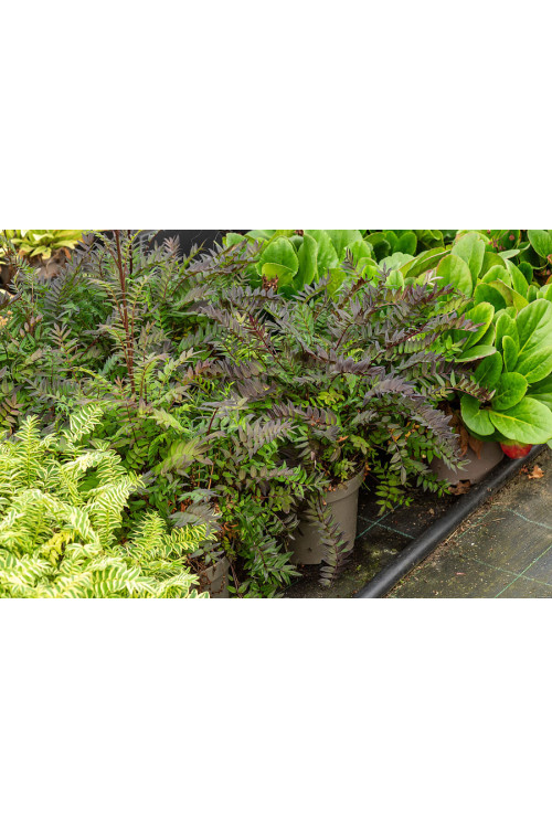 Wielosił 'Bressingham Purple' | Polemonium hybrida