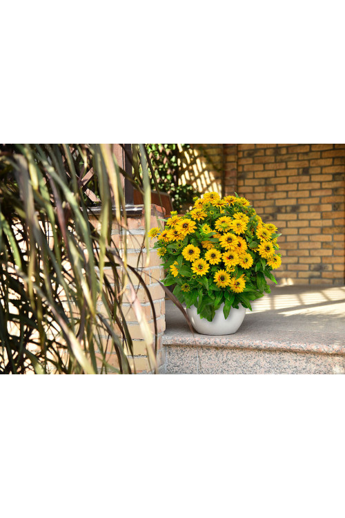 Rudbekia 'Flamenco Yellow' | Rudbeckia hirta
