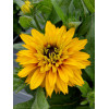 Rudbekia 'Flamenco Yellow' | Rudbeckia hirta
