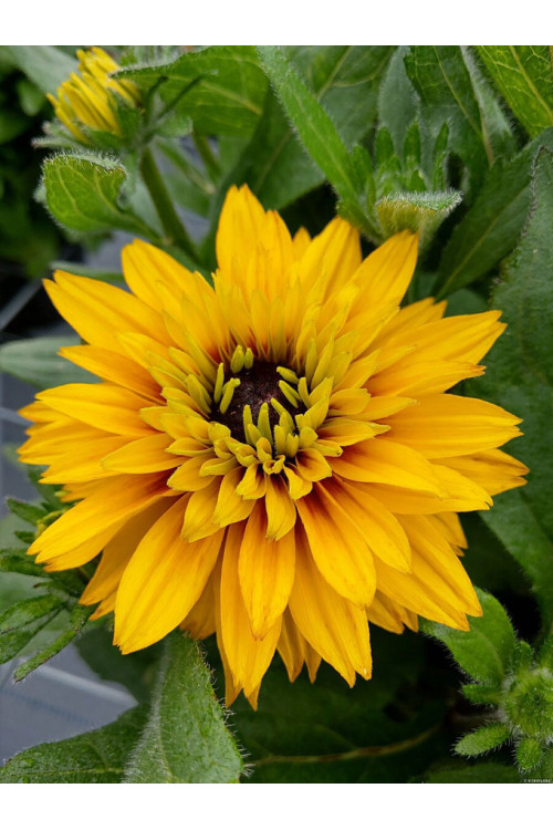 Rudbekia 'Flamenco Yellow' | Rudbeckia hirta