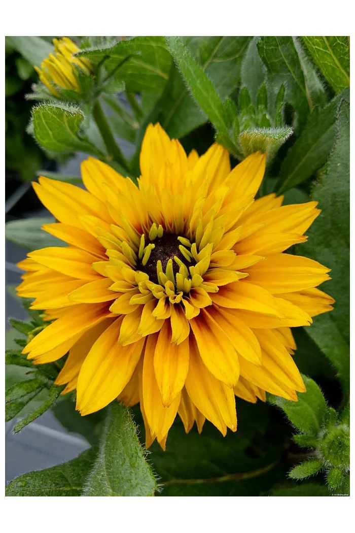 Rudbekia 'Flamenco Yellow' | Rudbeckia hirta