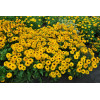 Rudbekia 'Flamenco Yellow' | Rudbeckia hirta