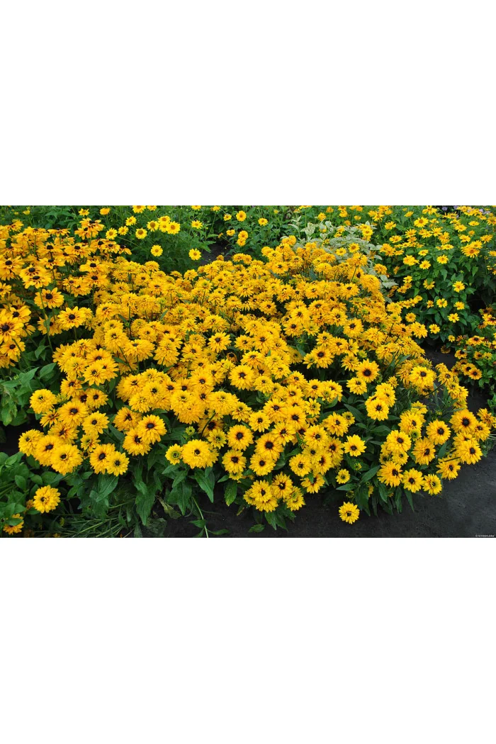 Rudbekia 'Flamenco Yellow' | Rudbeckia hirta