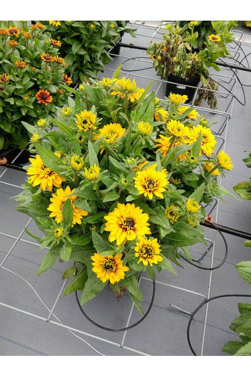 Rudbekia 'Flamenco Yellow' | Rudbeckia hirta