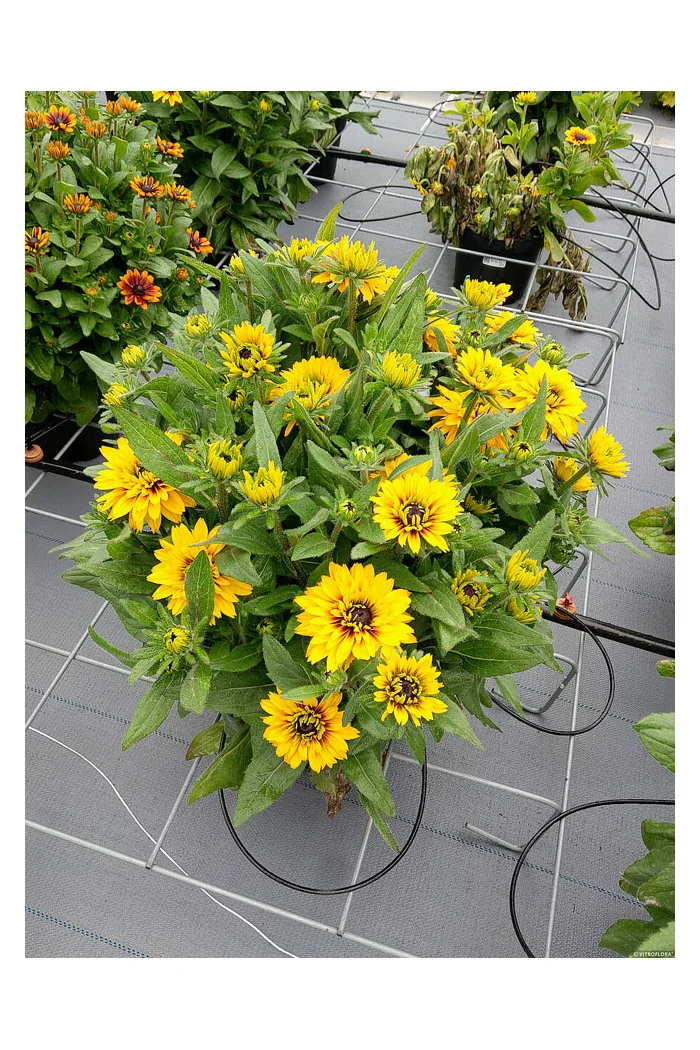 Rudbekia 'Flamenco Yellow' | Rudbeckia hirta