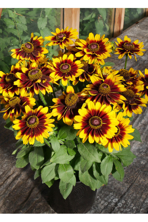 Rudbekia 'SmileyZ Tiger' | Rudbeckia