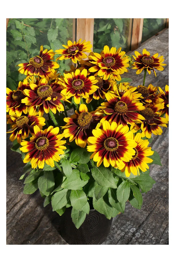 Rudbekia 'SmileyZ Tiger' | Rudbeckia
