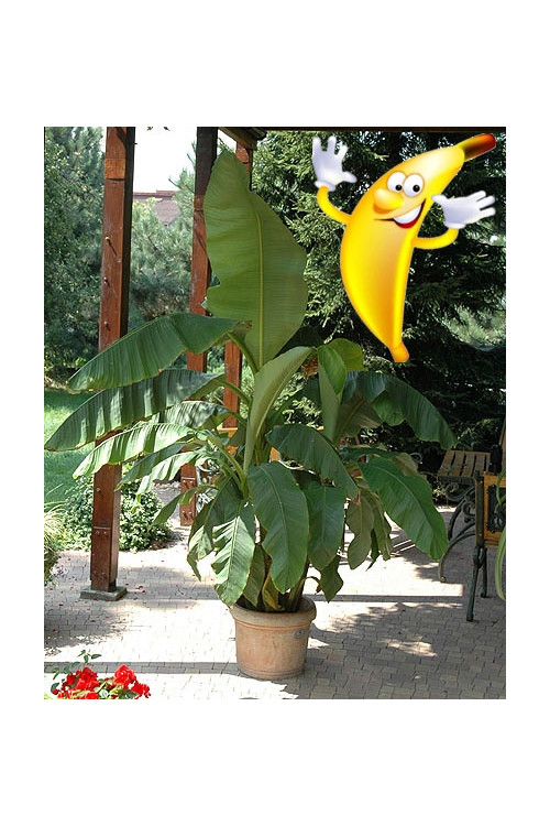 Bananowiec | Musa basjoo
