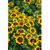 Rudbekia 'SmileyZ Tiger' | Rudbeckia