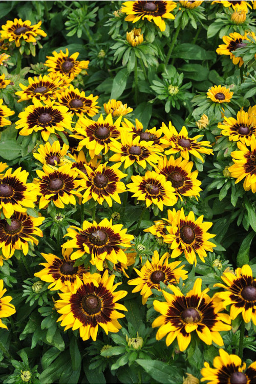Rudbekia 'SmileyZ Tiger' | Rudbeckia
