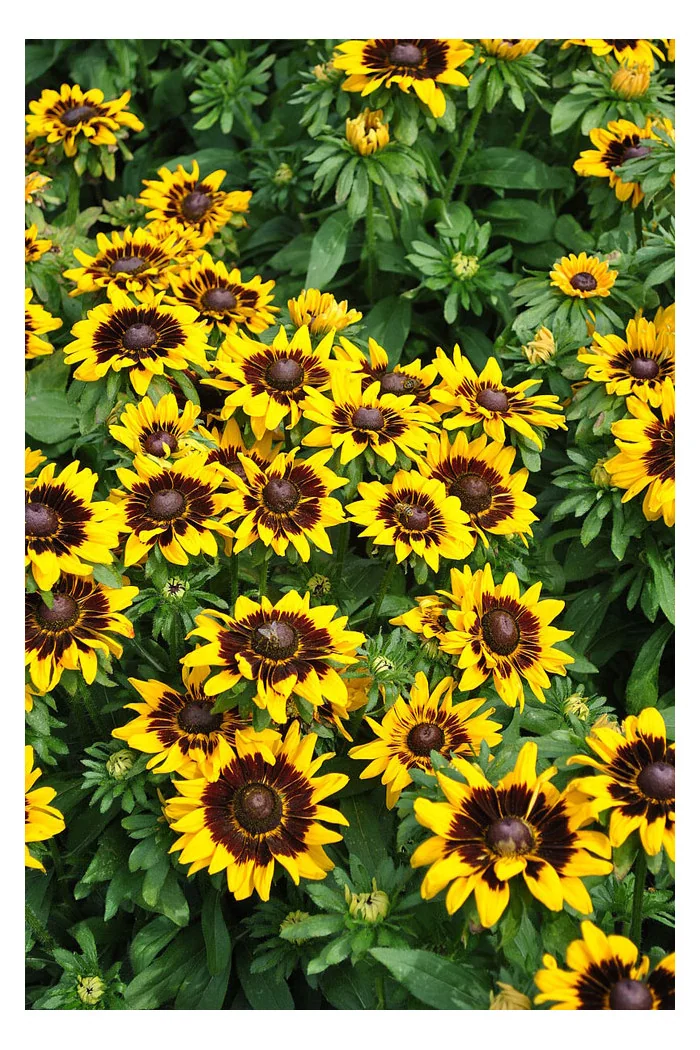 Rudbekia 'SmileyZ Tiger' | Rudbeckia