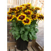 Rudbekia 'SmileyZ Tiger' | Rudbeckia