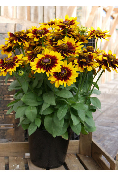 Rudbekia 'SmileyZ Tiger' | Rudbeckia