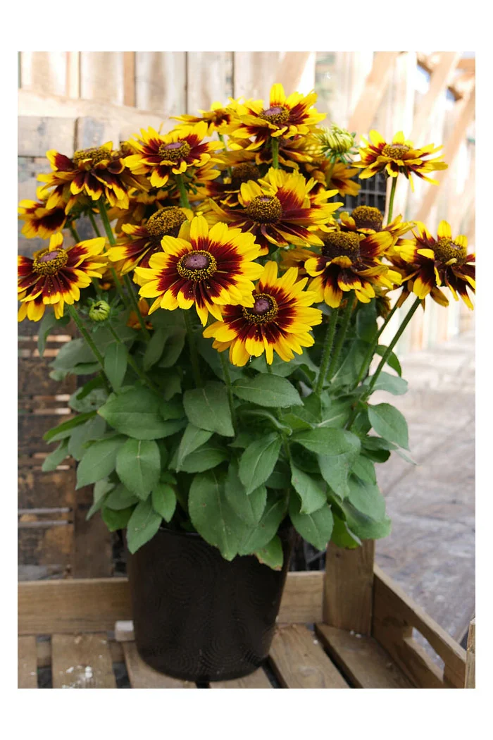 Rudbekia 'SmileyZ Tiger' | Rudbeckia