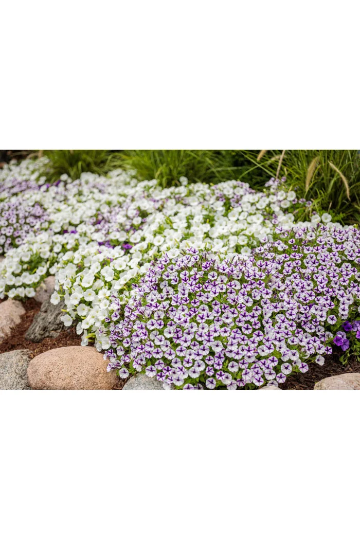 Supertunia MINI Vista 'White'