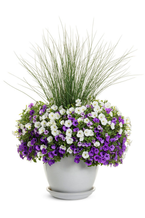 Supertunia MINI Vista 'White'