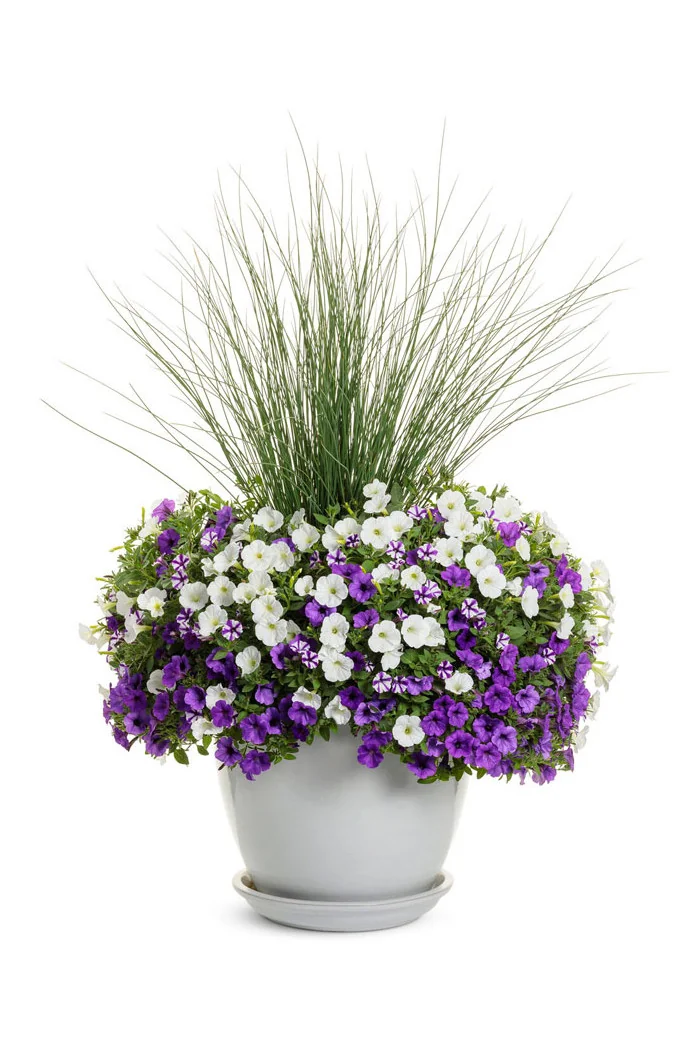 Supertunia MINI Vista 'White'