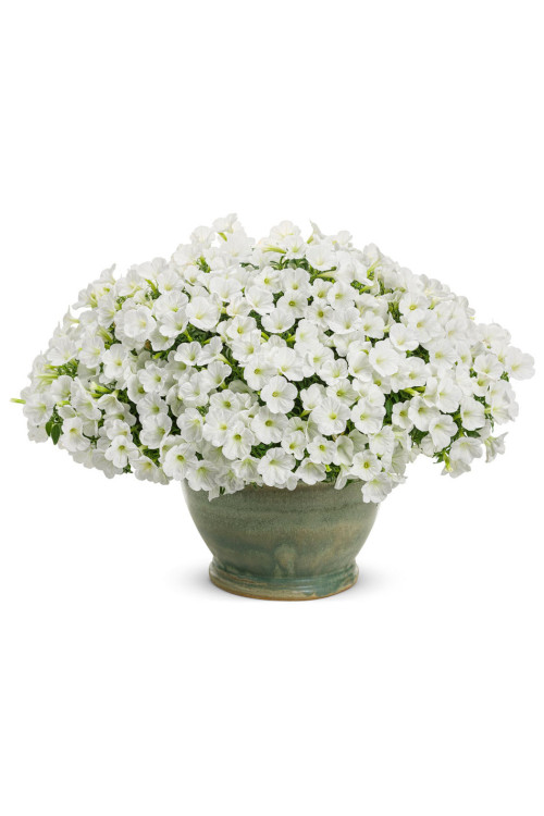 Supertunia MINI Vista 'White'