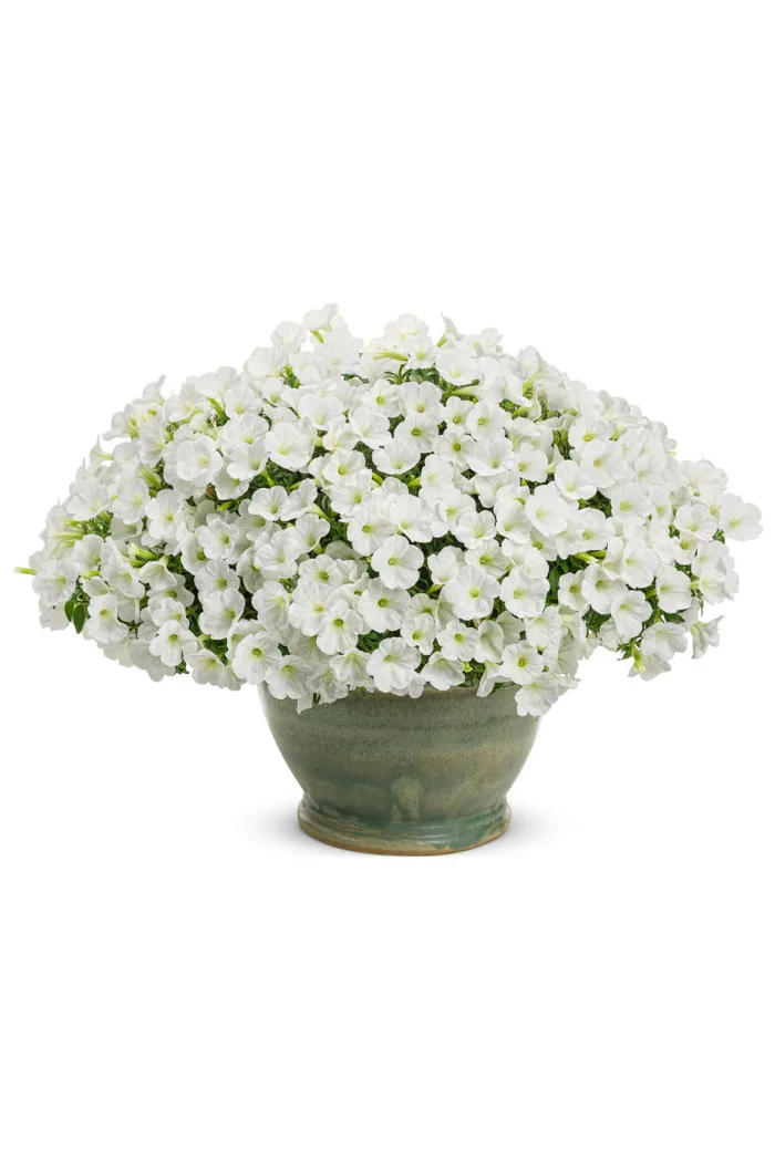 Supertunia MINI Vista 'White'