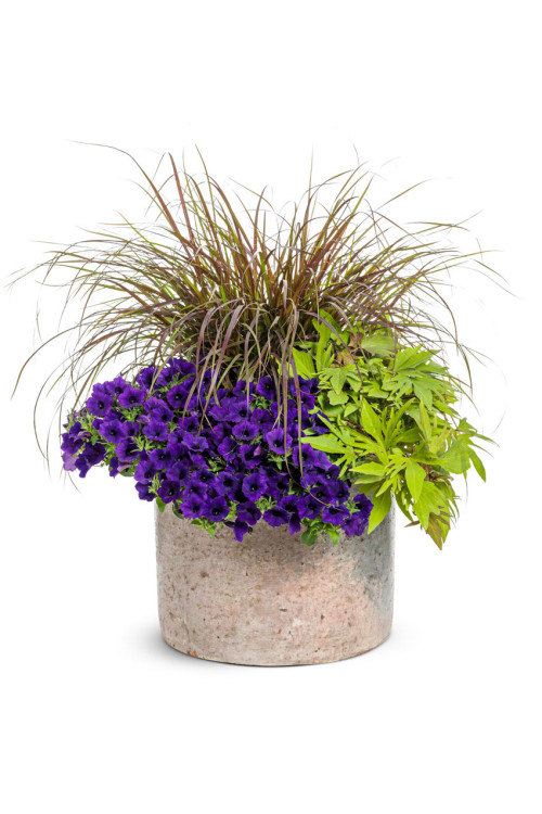 Supertunia MINI Vista 'Ultramarine'