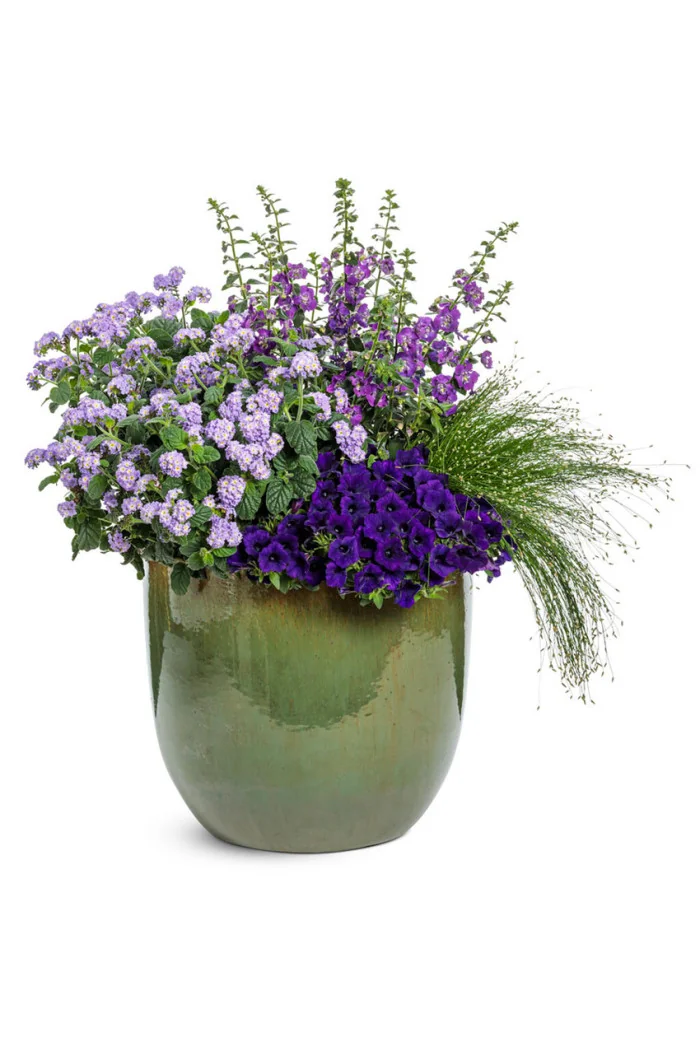 Supertunia MINI Vista 'Ultramarine'