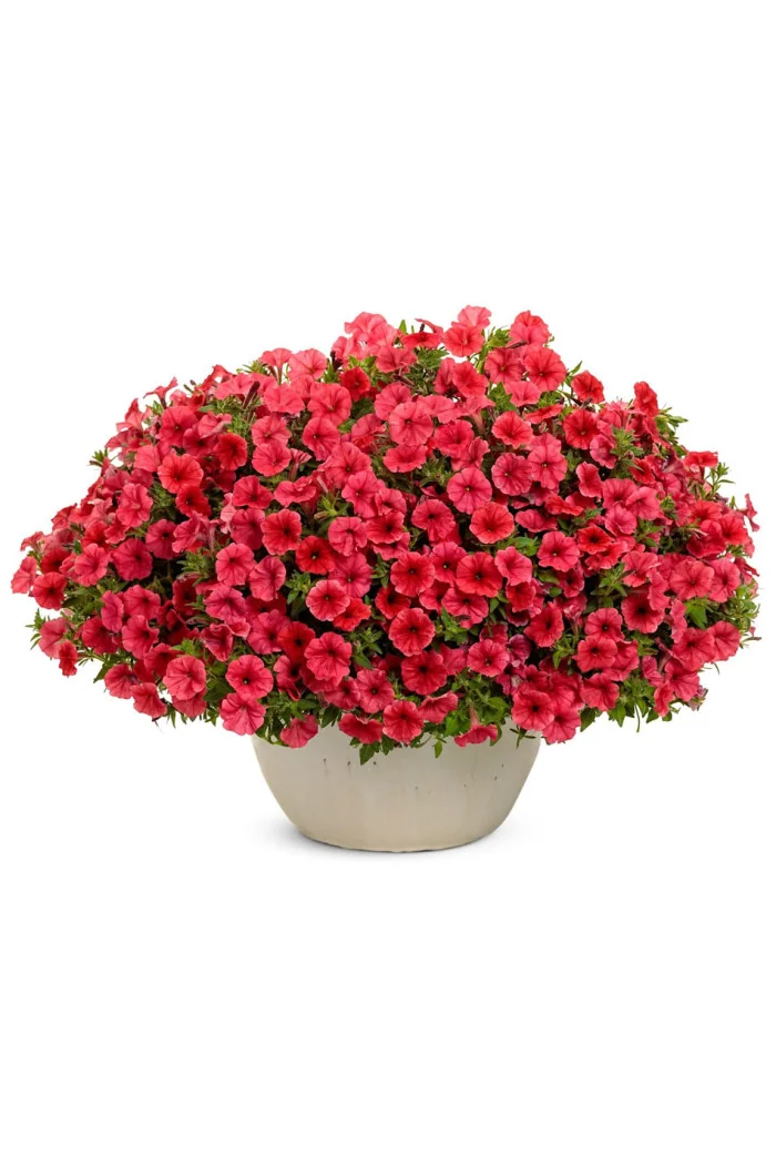 Supertunia MINI Vista 'Coral'