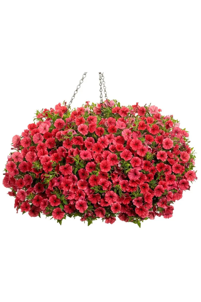 Supertunia MINI Vista 'Coral'