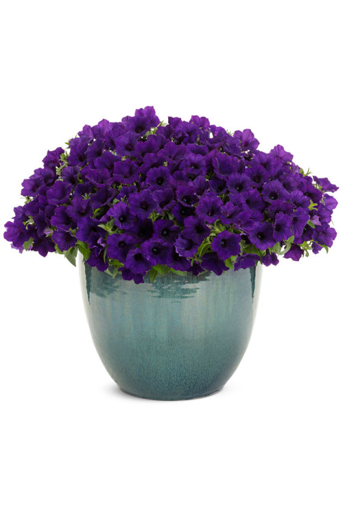 Supertunia MINI Vista 'Ultramarine'