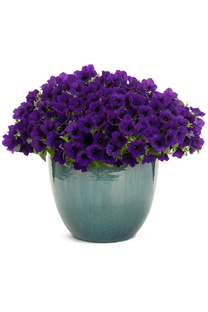 Supertunia MINI Vista 'Ultramarine'