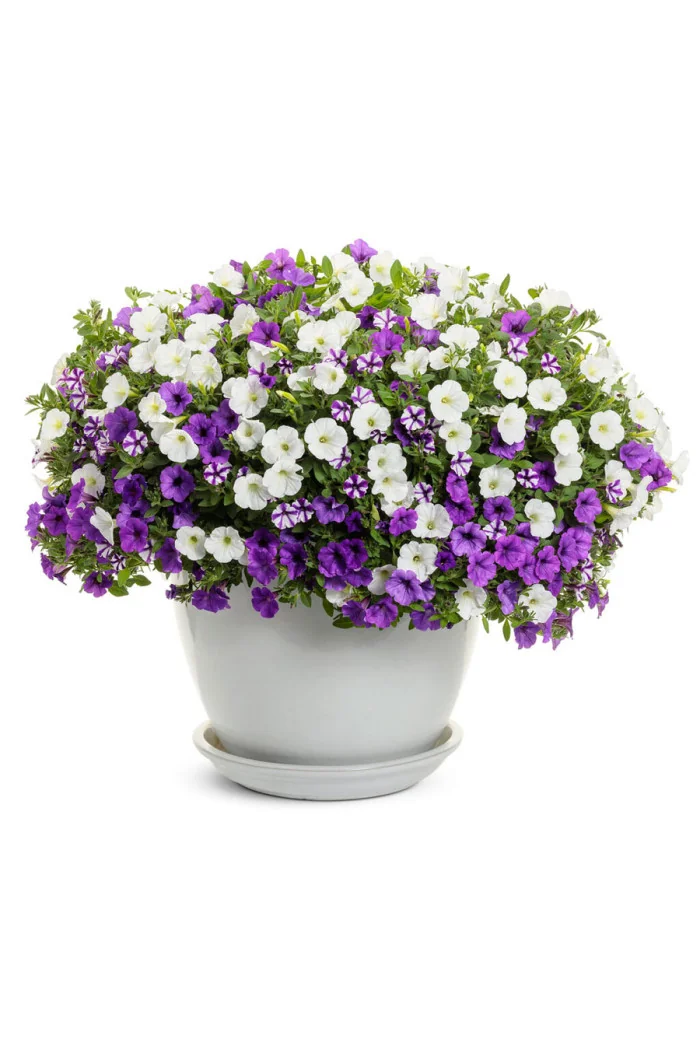 Supertunia MINI Vista 'Violet Star'