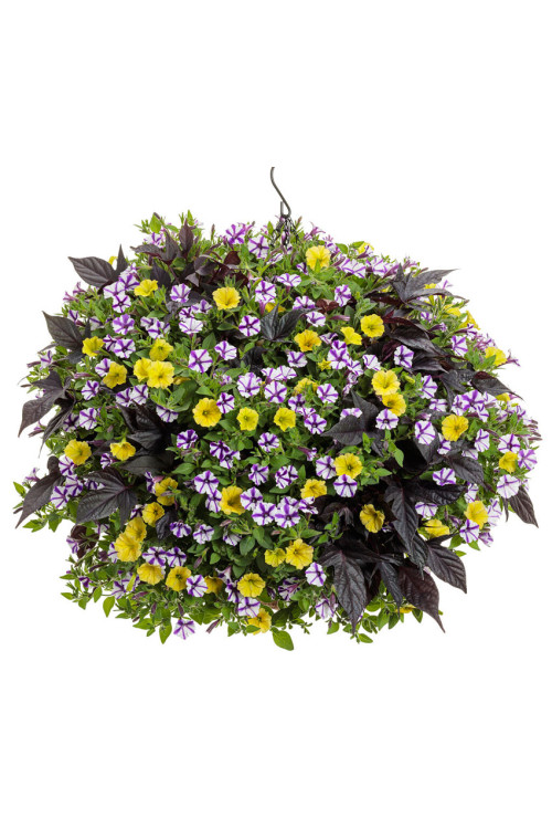 Supertunia MINI Vista 'Violet Star'