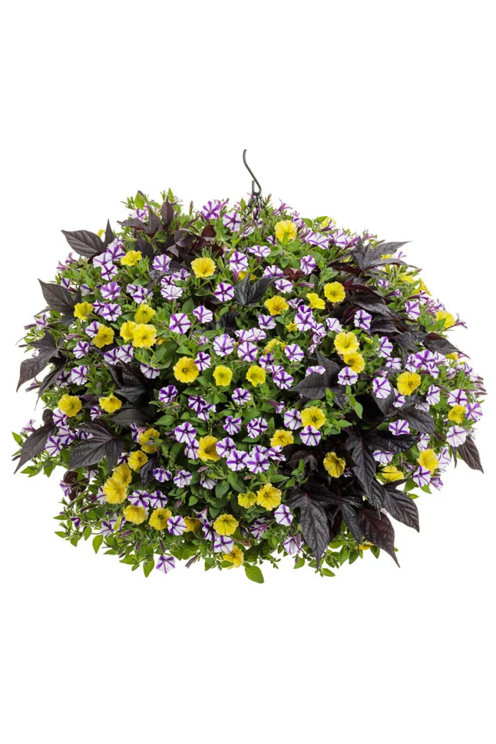 Supertunia MINI Vista 'Violet Star'