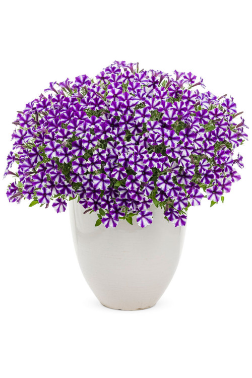 Supertunia MINI Vista 'Violet Star'
