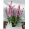 Szałwia 'Pink Rianne' | Salvia nemorosa