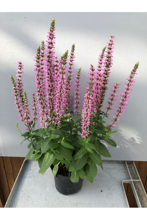Szałwia 'Pink Rianne' | Salvia nemorosa