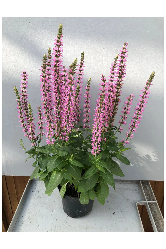 Szałwia 'Pink Rianne' | Salvia nemorosa