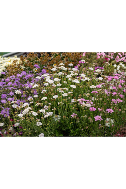 Driakiew gołębia 'Flutter™ Pure White' | Scabiosa columbaria