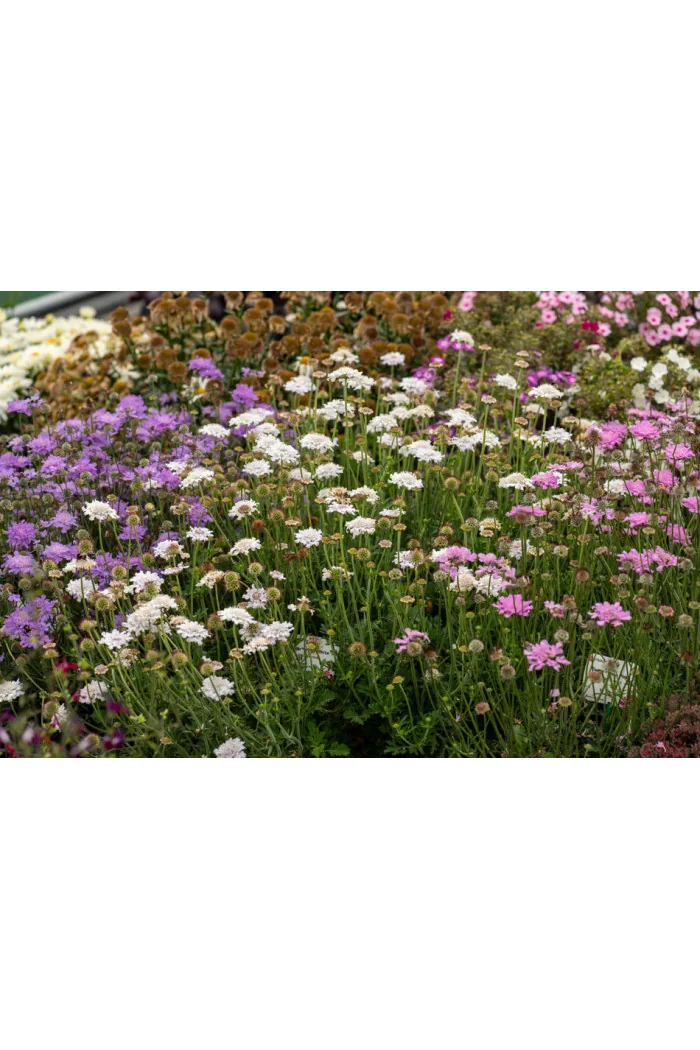 Driakiew gołębia 'Flutter™ Pure White' | Scabiosa columbaria