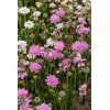 Driakiew gołębia 'Flutter™ Rose Pink' | Scabiosa columbaria