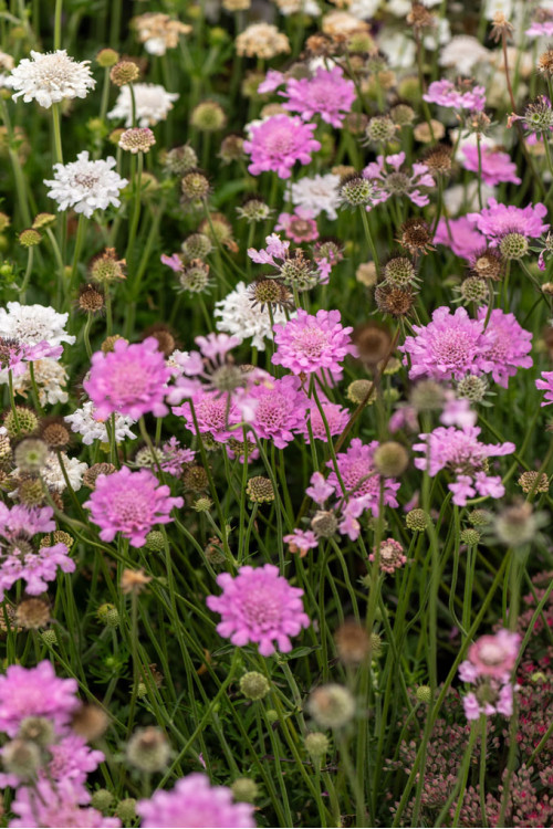 Driakiew gołębia 'Flutter™ Rose Pink' | Scabiosa columbaria