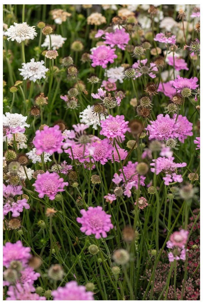 Driakiew gołębia 'Flutter™ Rose Pink' | Scabiosa columbaria