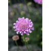 Driakiew gołębia 'Flutter™ Rose Pink' | Scabiosa columbaria