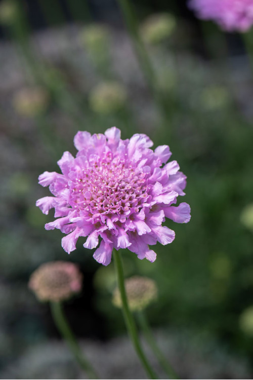 Driakiew gołębia 'Flutter™ Rose Pink' | Scabiosa columbaria
