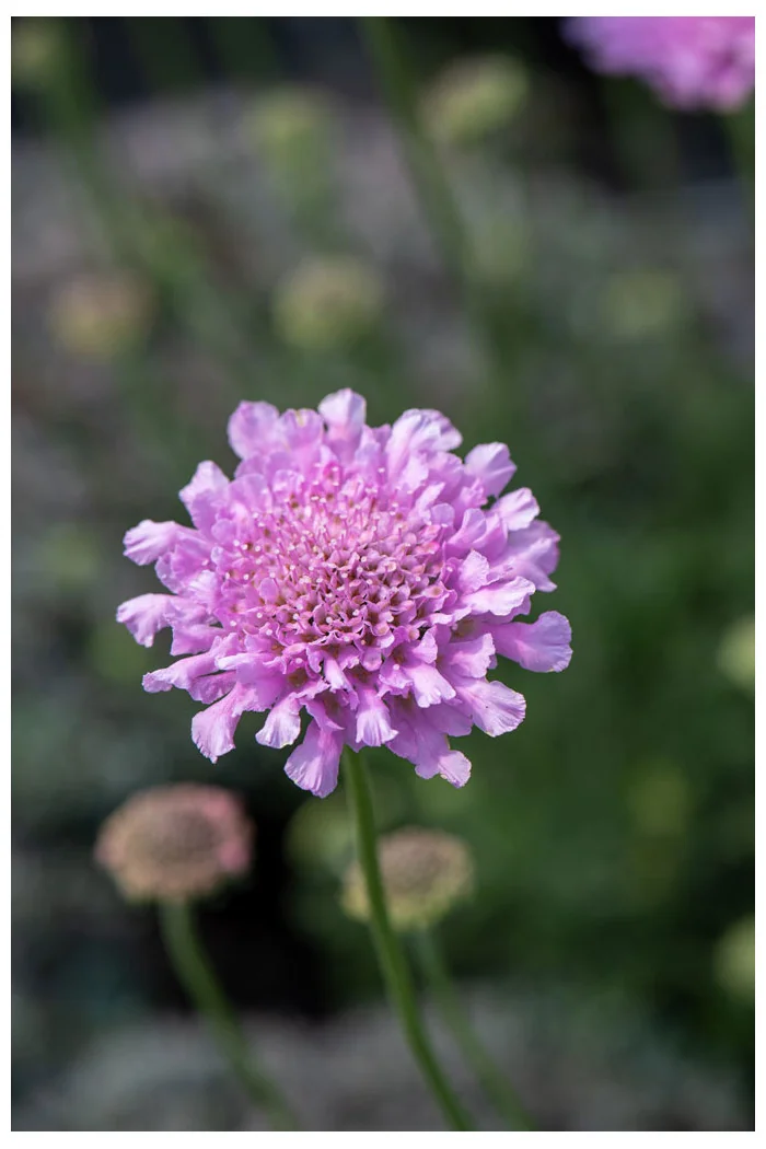 Driakiew gołębia 'Flutter™ Rose Pink' | Scabiosa columbaria