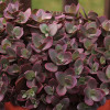 Rozchodnik SunSparkler® 'Cherry Tart' | Sedum hybrida