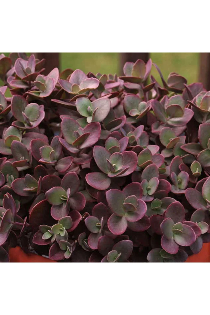 Rozchodnik SunSparkler® 'Cherry Tart' | Sedum hybrida