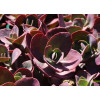 Rozchodnik SunSparkler® 'Cherry Tart' | Sedum hybrida